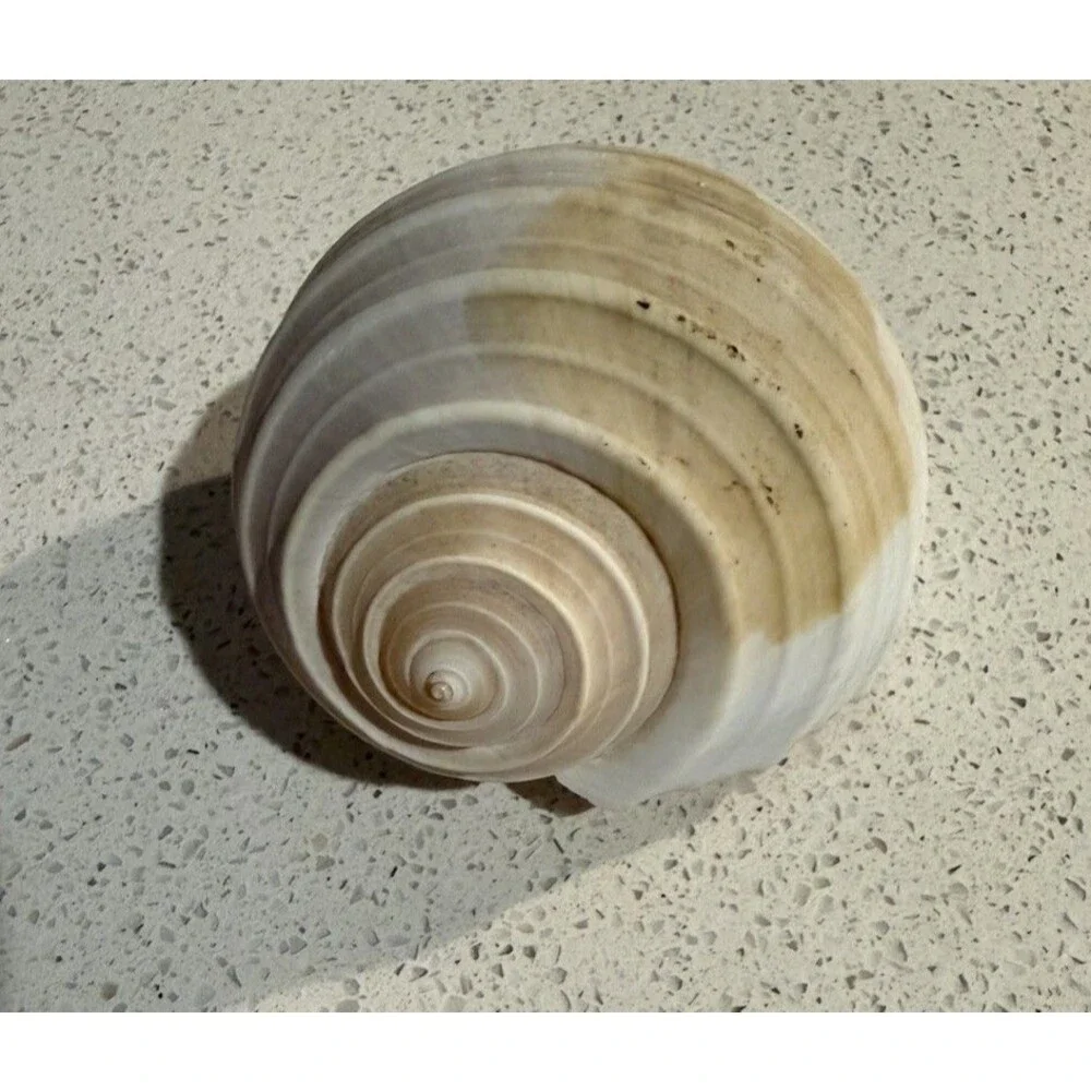 Knobby Starfish & Lightening Whelk Great Condition